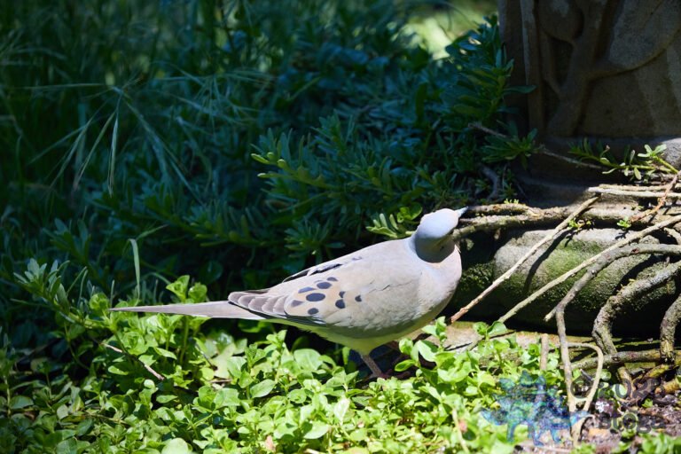 Mourning Dove