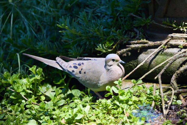 Mourning Dove