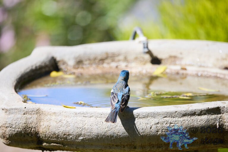 Lazuli Bunting