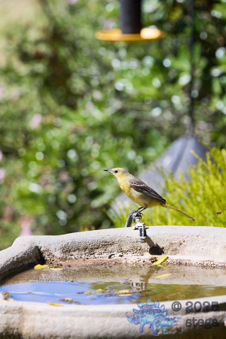 Hooded Oriole