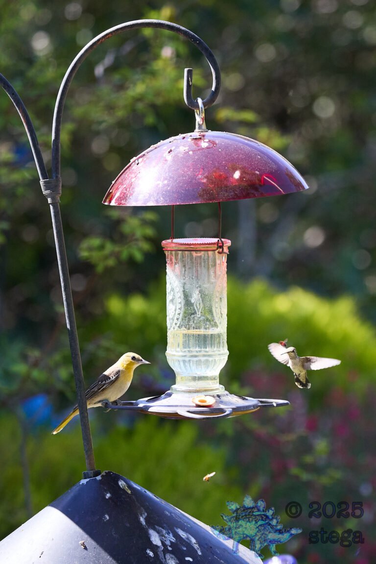 Anna’s Hummingbird, Hooded Oriole, Bee