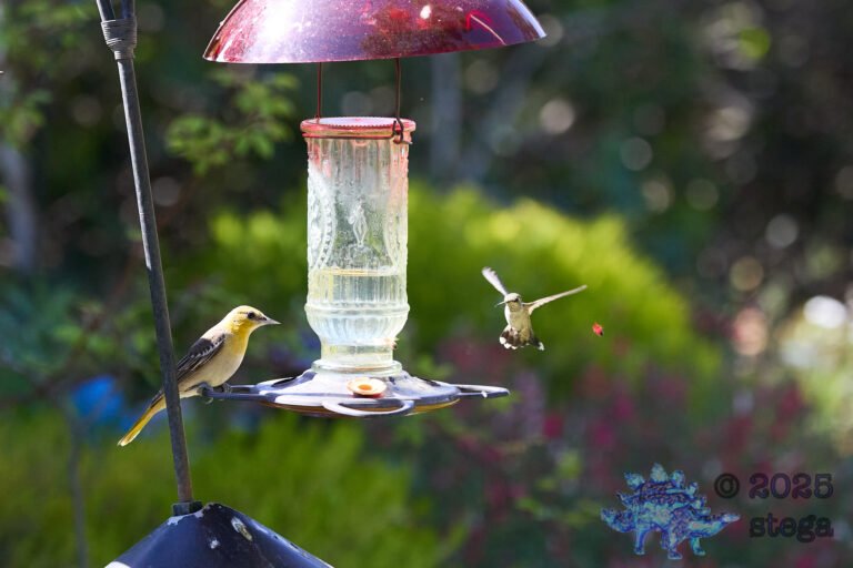 Anna’s Hummingbird, Hooded Oriole, Bee