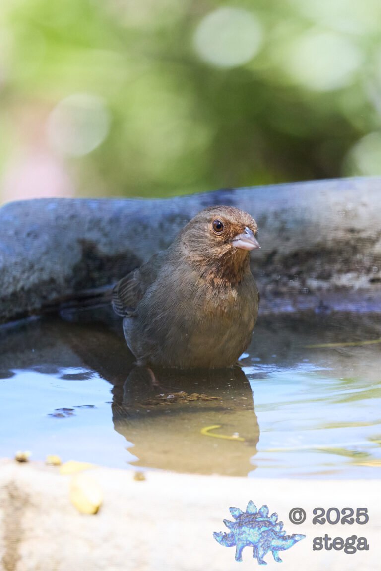 California Towhee