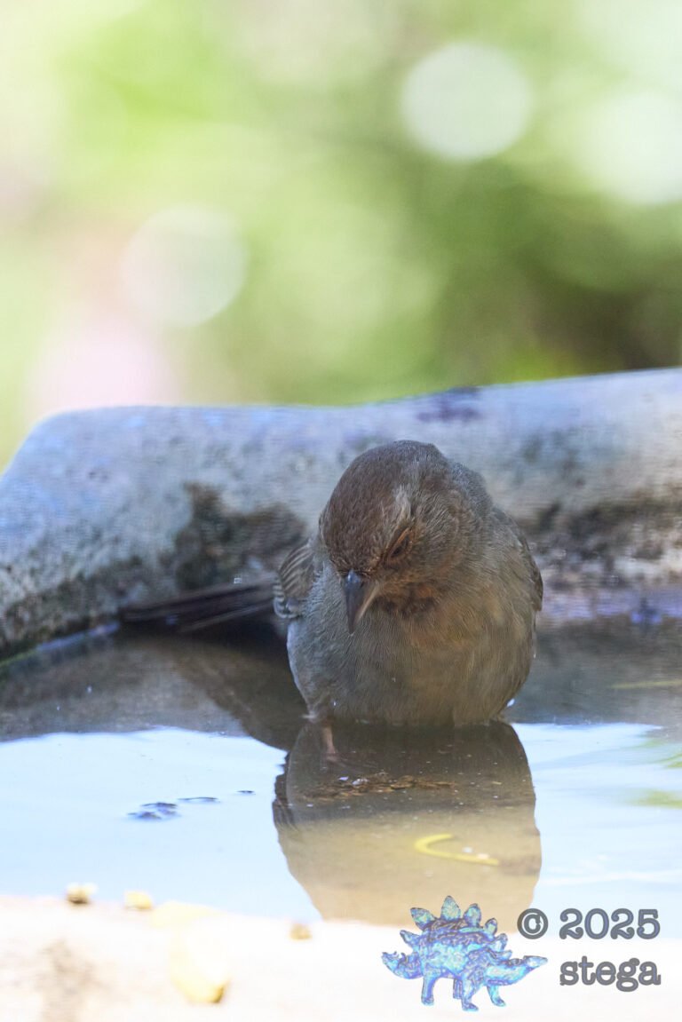 California Towhee