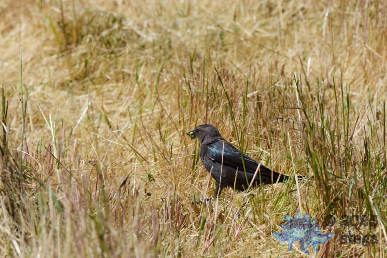 Brewer’s Blackbird