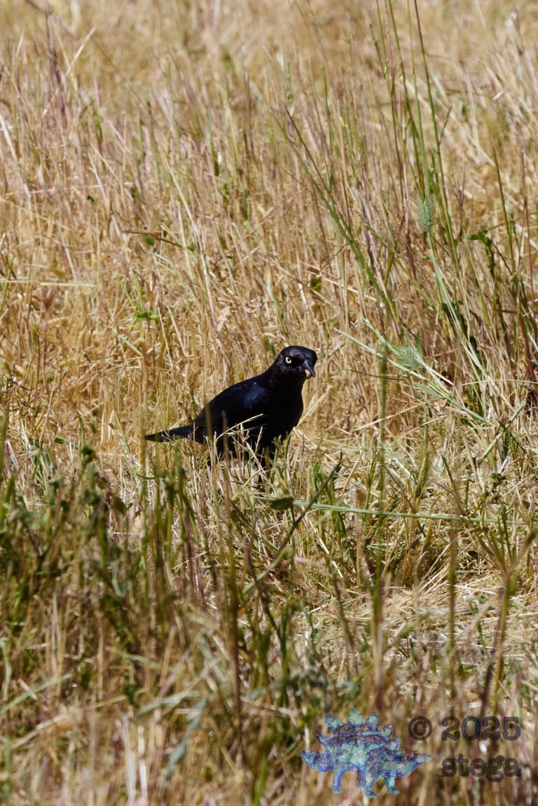 Brewer’s Blackbird