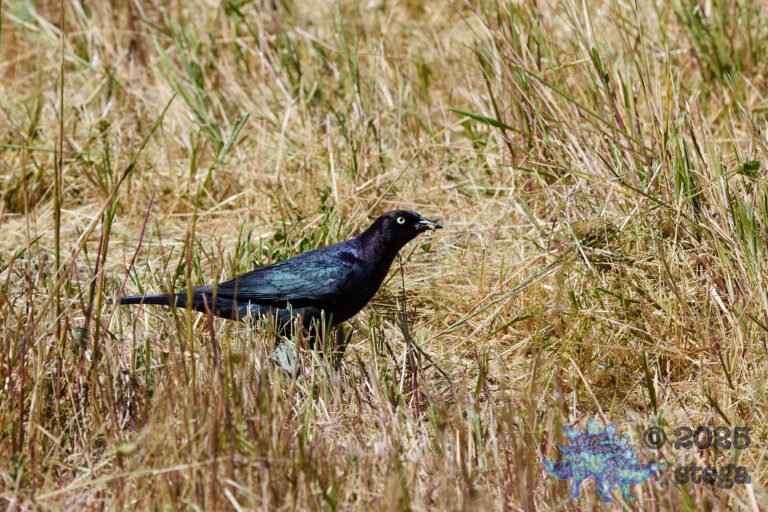 Brewer’s Blackbird