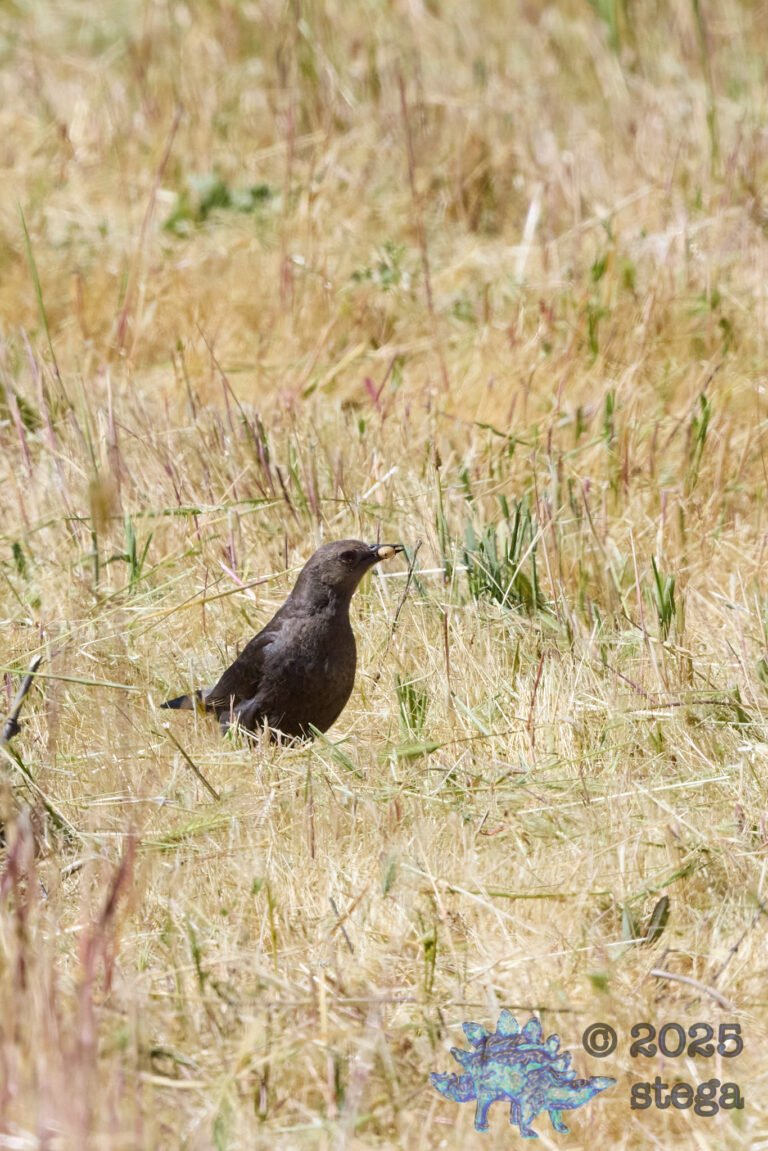 Brewer’s Blackbird