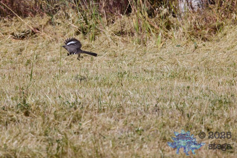 Northern Mockingbird