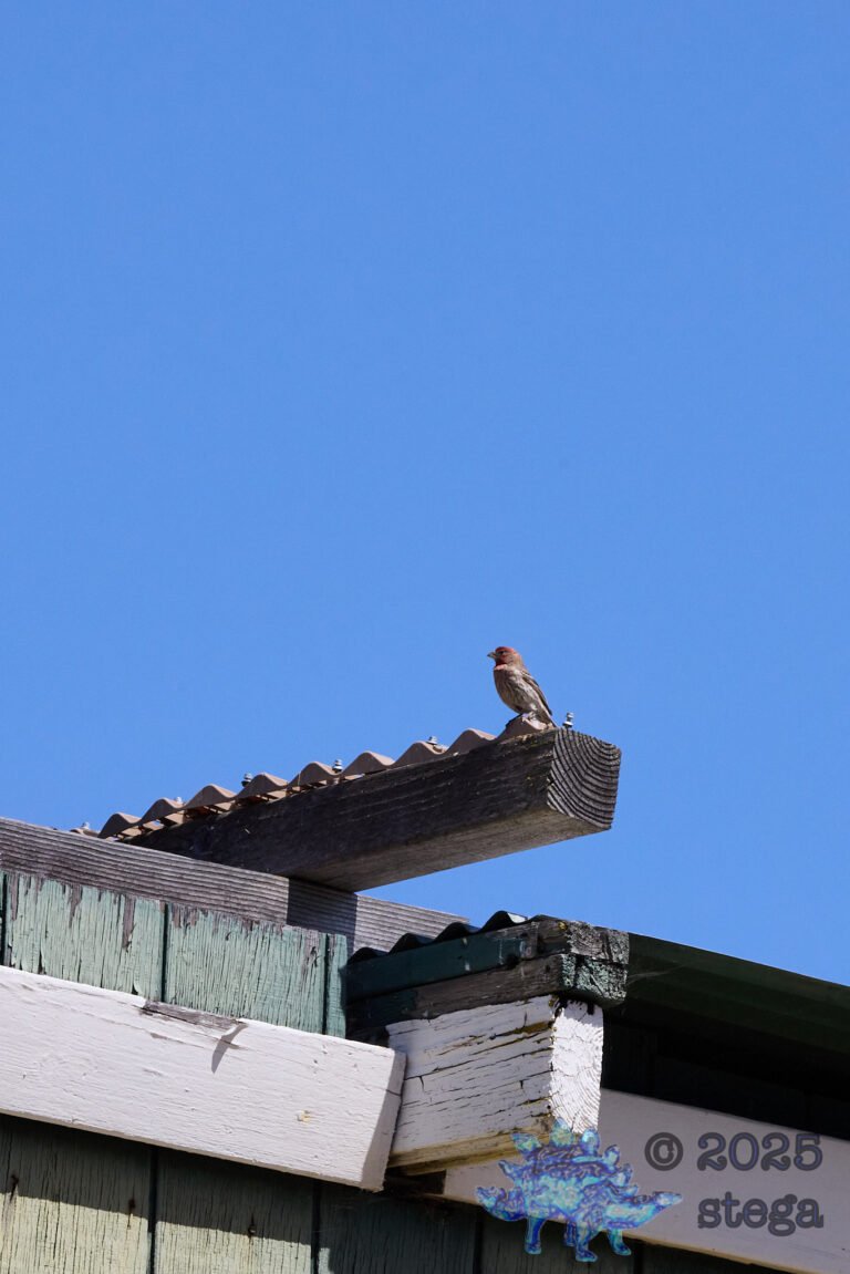 House Finch
