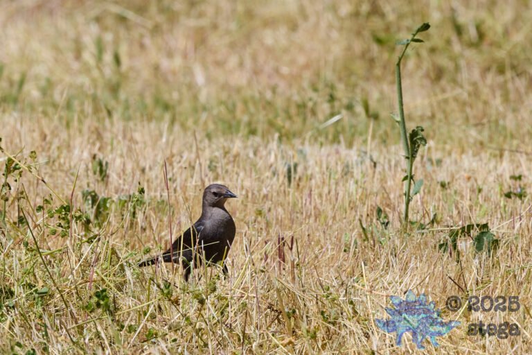Brewer’s Blackbird