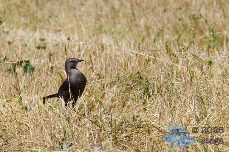 Brewer’s Blackbird