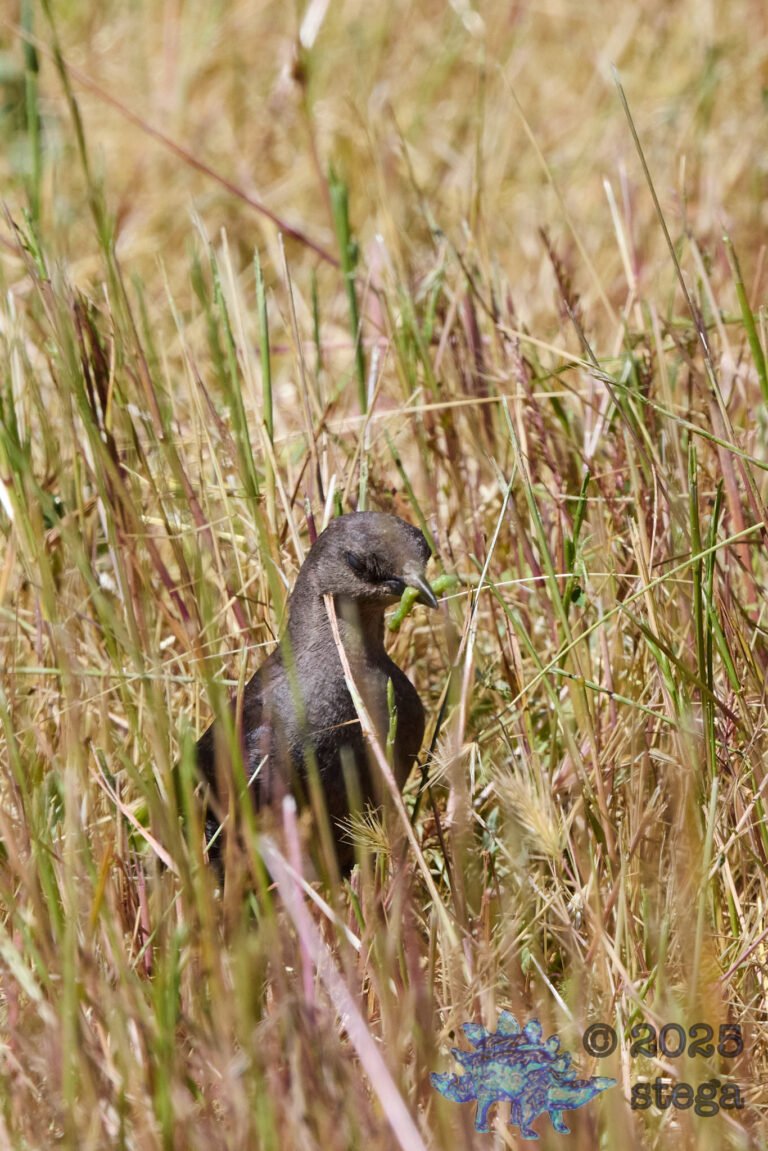 Brewer’s Blackbird