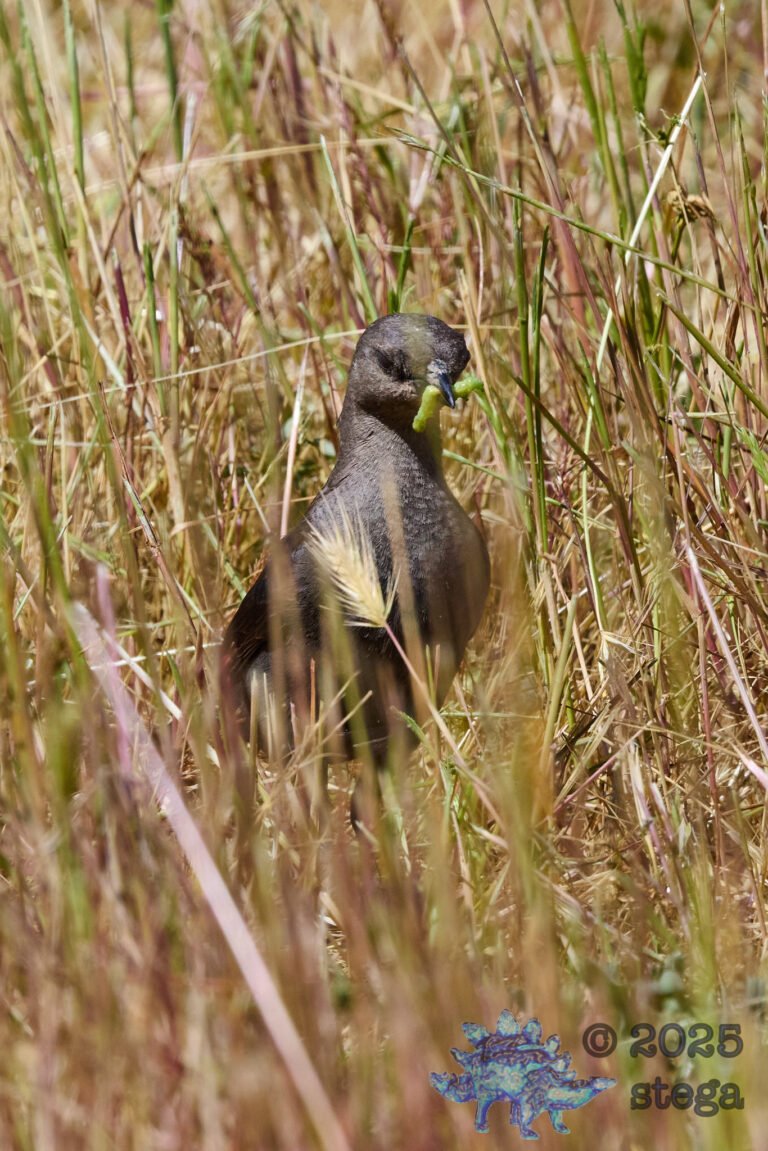 Brewer’s Blackbird