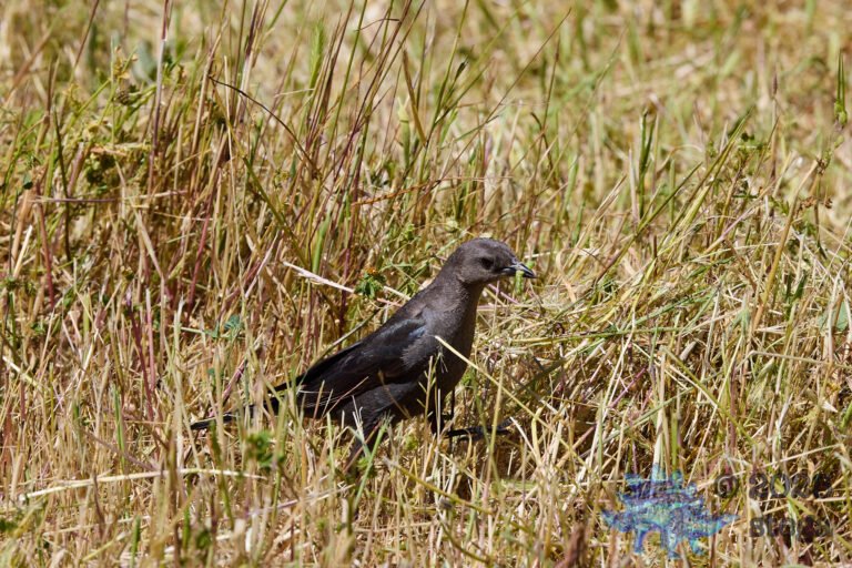 Brewer’s Blackbird