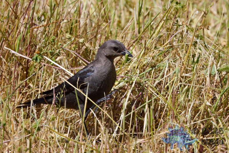 Brewer’s Blackbird