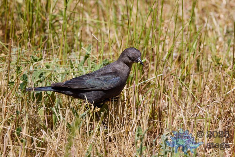 Brewer’s Blackbird