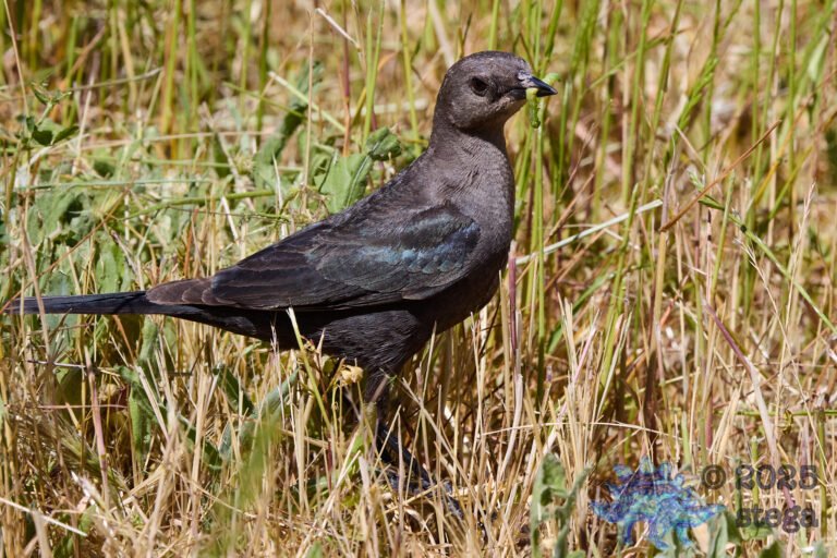 Brewer’s Blackbird