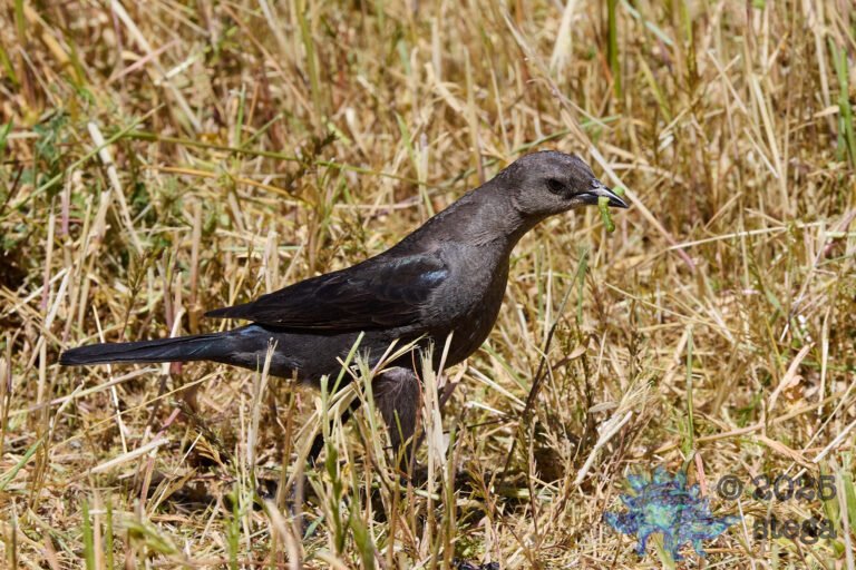Brewer’s Blackbird