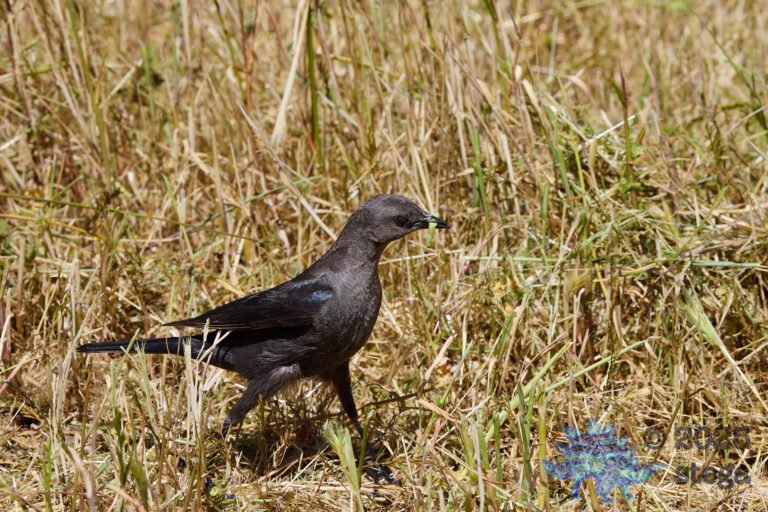Brewer’s Blackbird