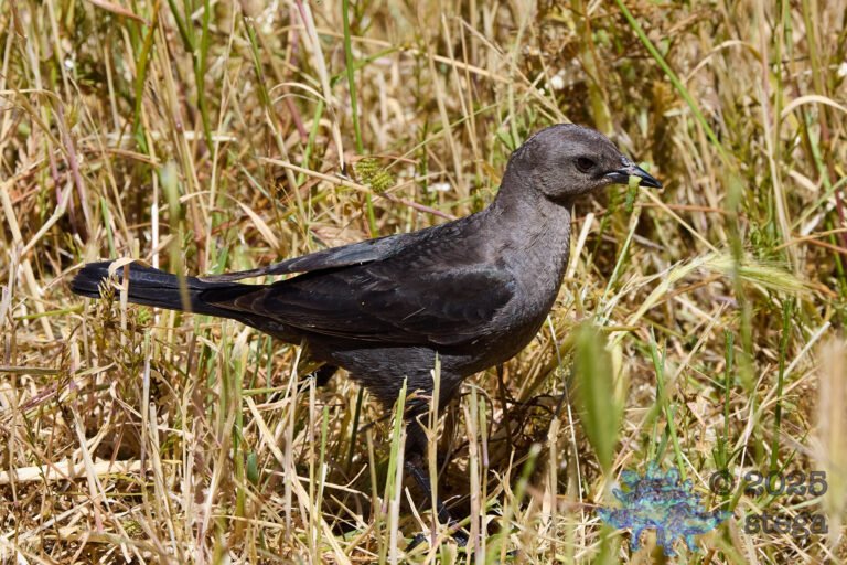 Brewer’s Blackbird