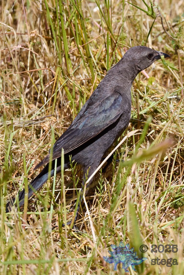 Brewer’s Blackbird