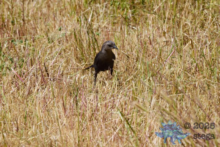Brewer’s Blackbird