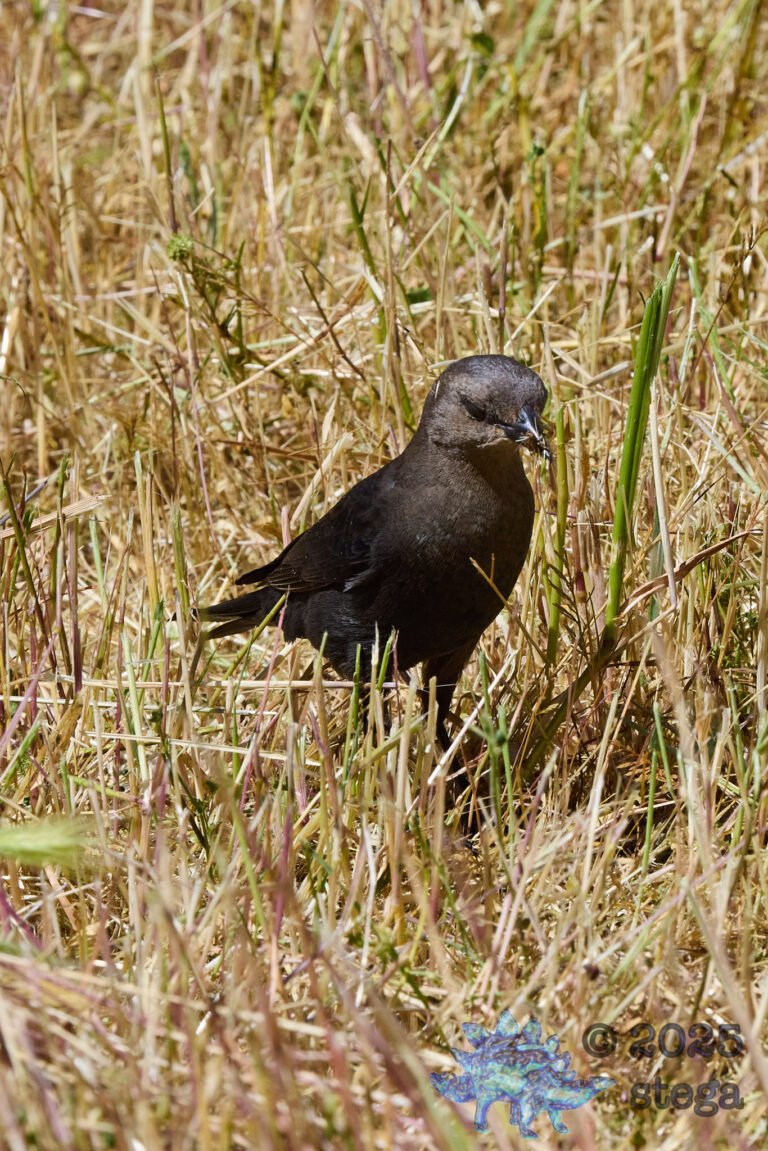 Brewer’s Blackbird