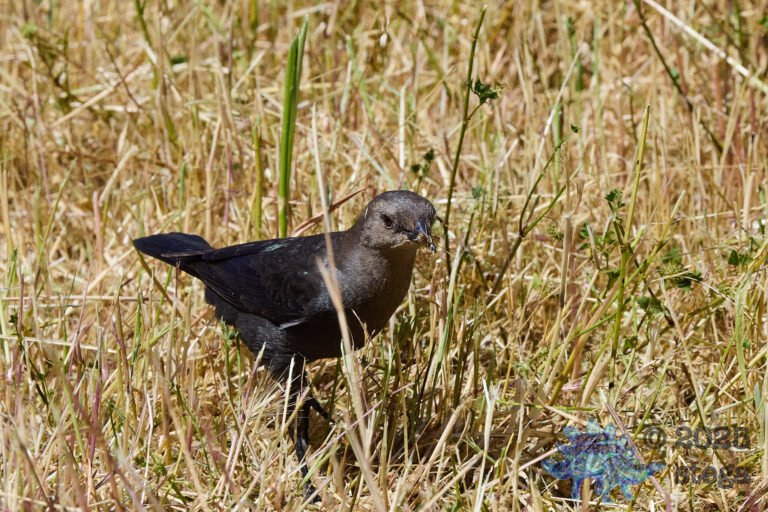 Brewer’s Blackbird