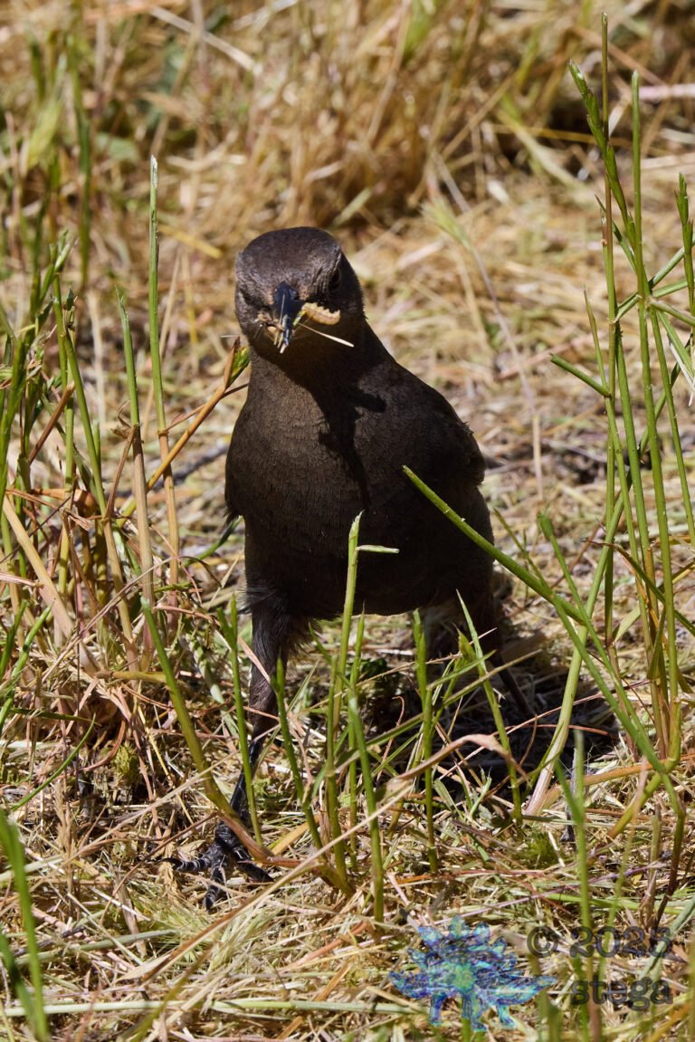 Brewer’s Blackbird