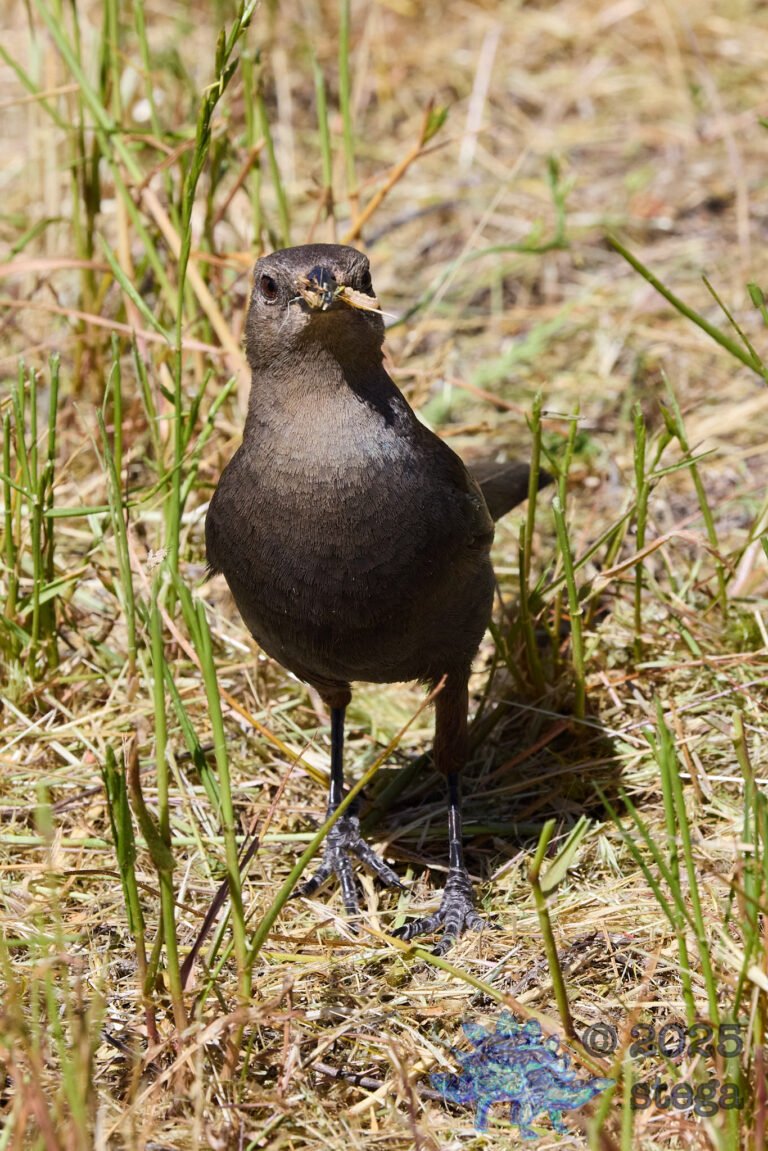 Brewer’s Blackbird