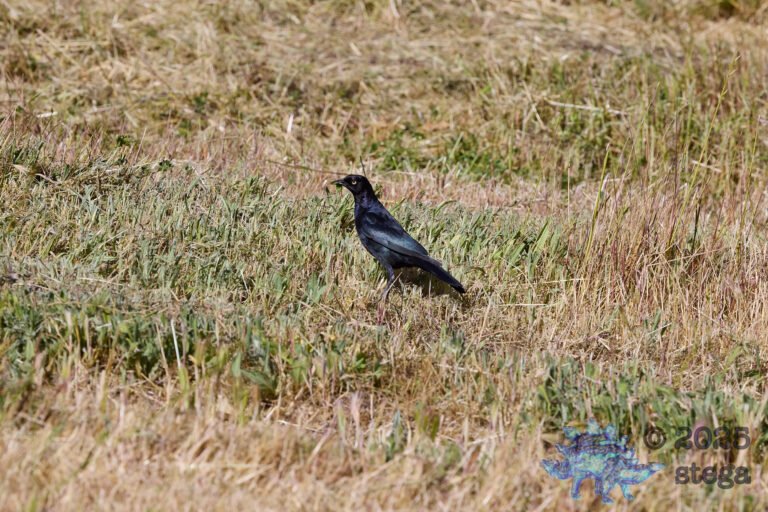 Brewer’s Blackbird