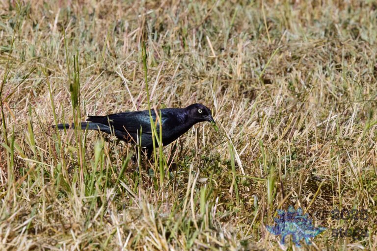 Brewer’s Blackbird