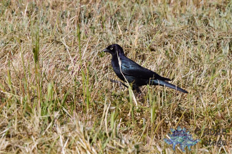 Brewer’s Blackbird