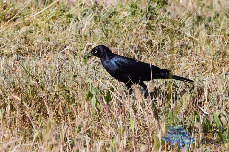 Brewer’s Blackbird