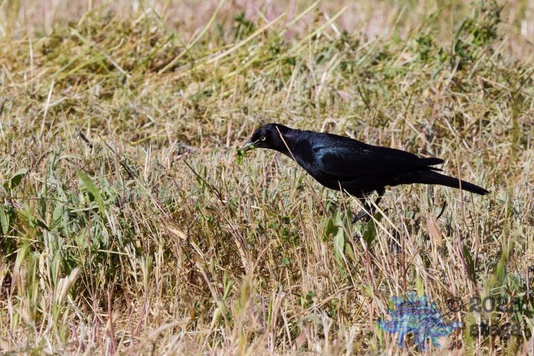 Brewer’s Blackbird