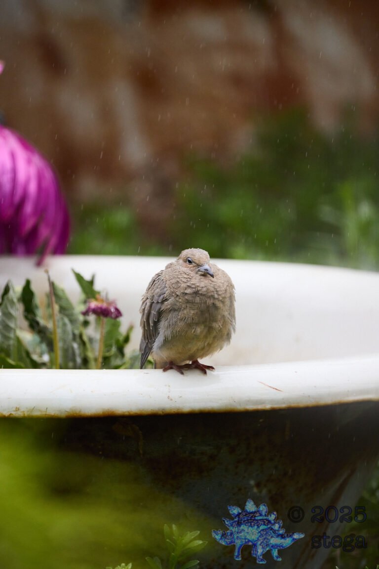 Mourning Dove