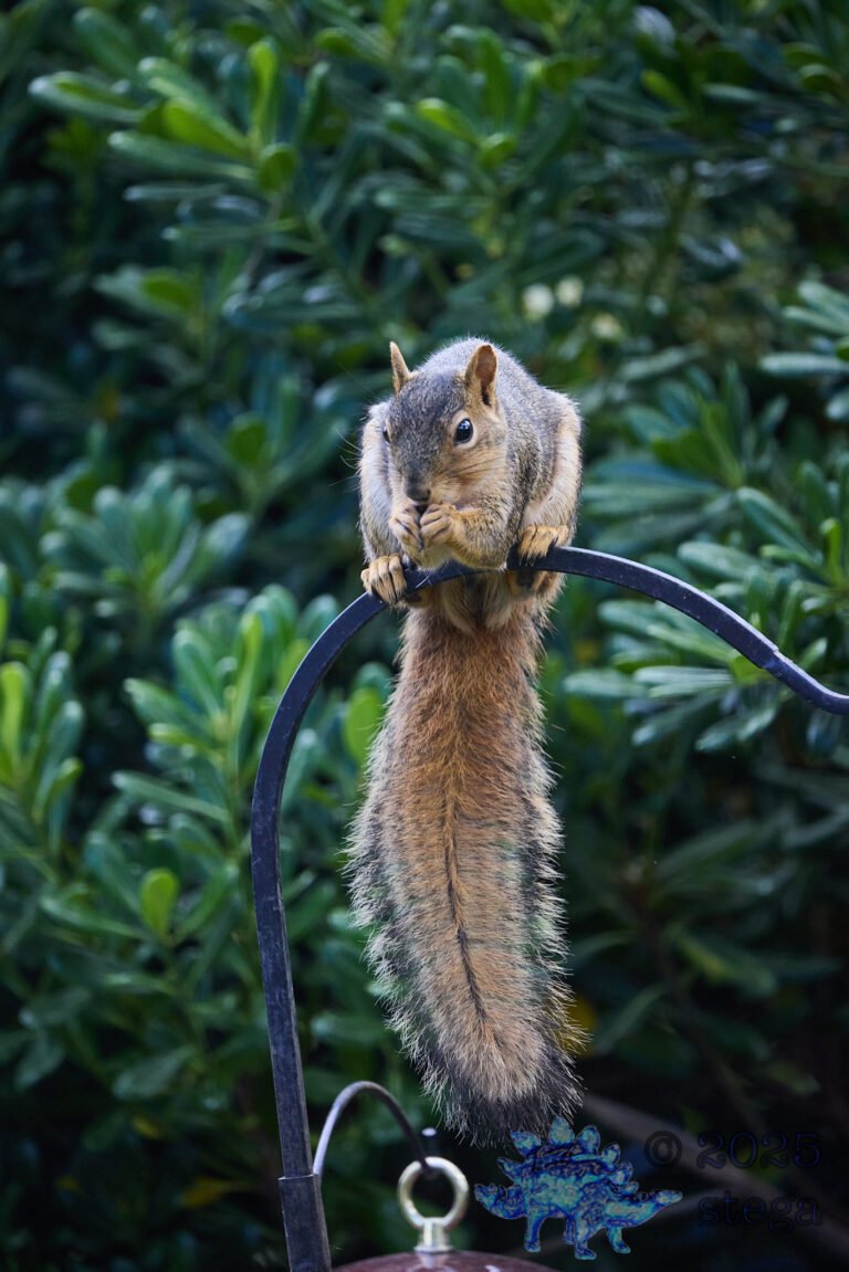 Fox Squirrel