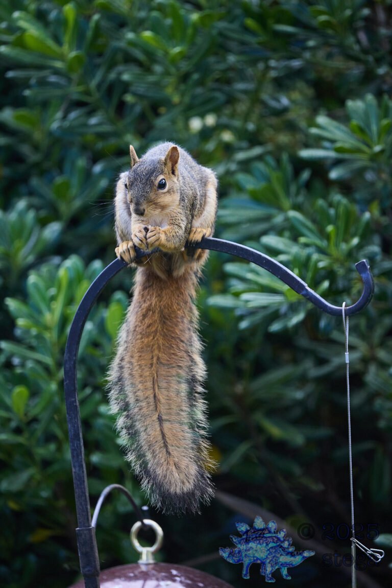 Fox Squirrel