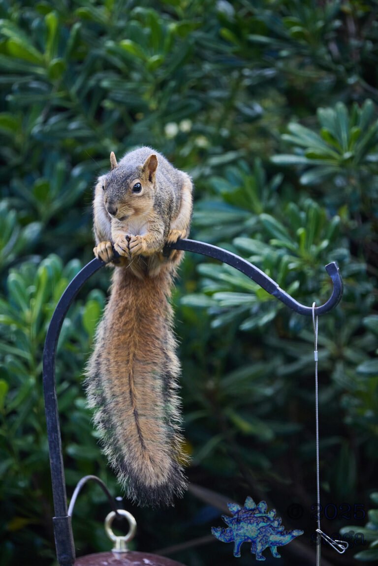 Fox Squirrel