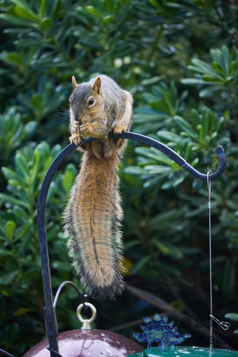 Fox Squirrel
