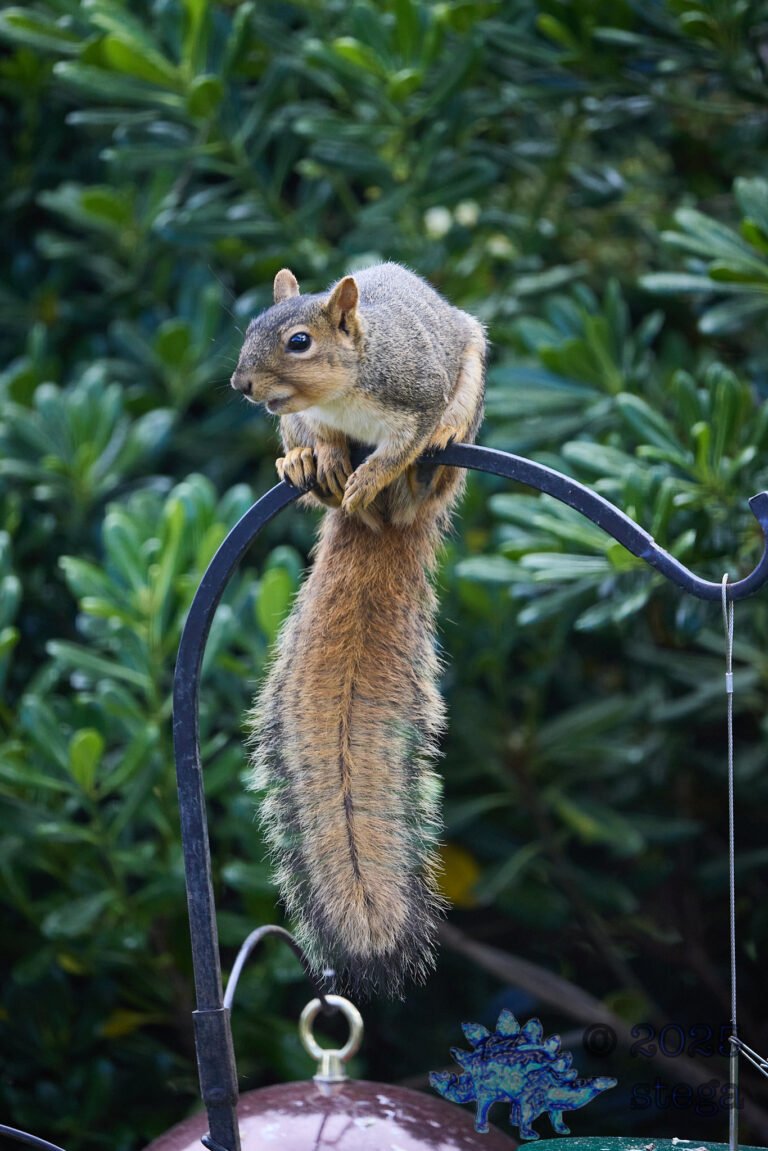 Fox Squirrel