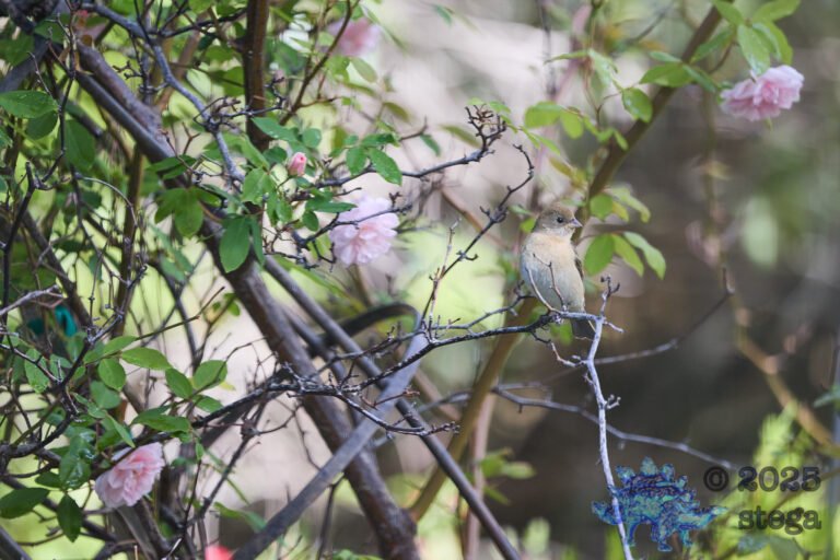 Lazuli Bunting