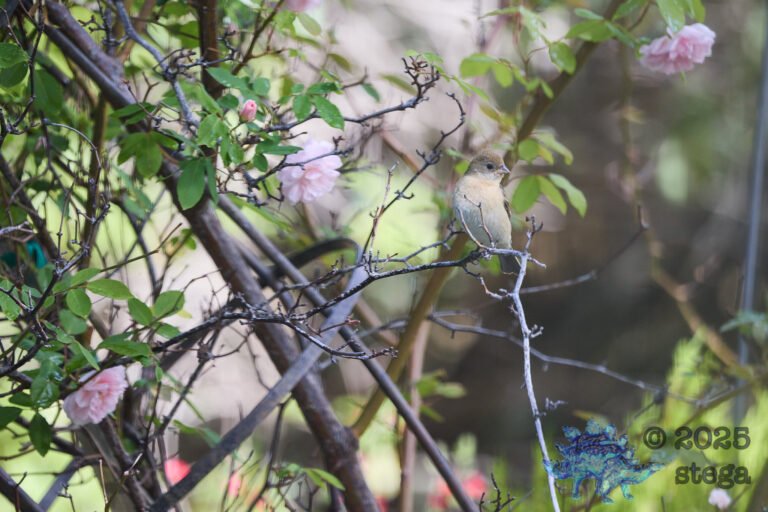 Lazuli Bunting