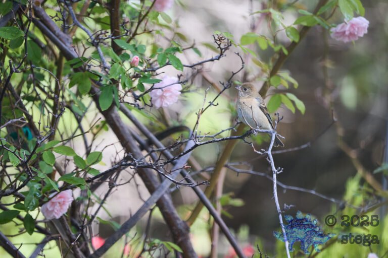 Lazuli Bunting