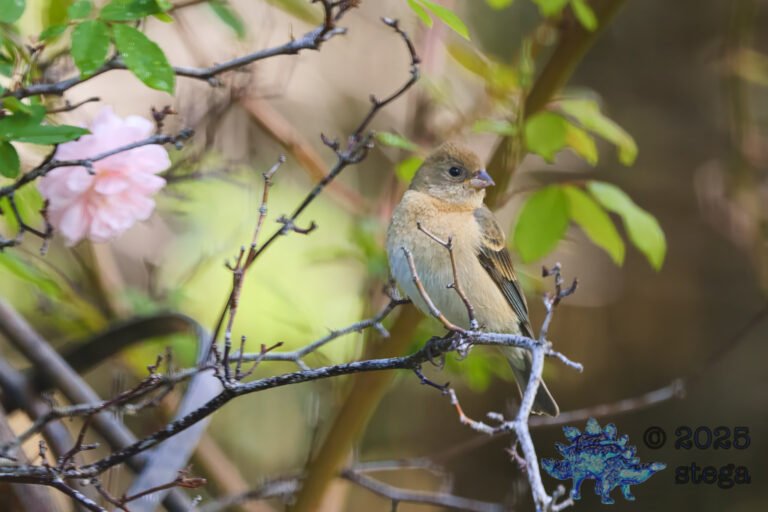 Lazuli Bunting