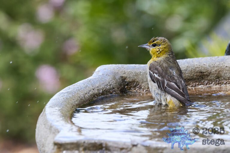 Bullock’s Oriole