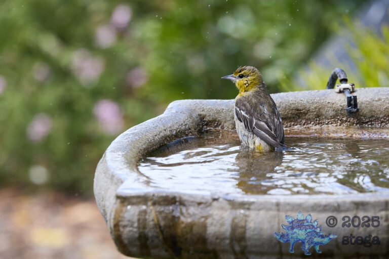 Bullock’s Oriole