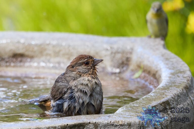 California Towhee