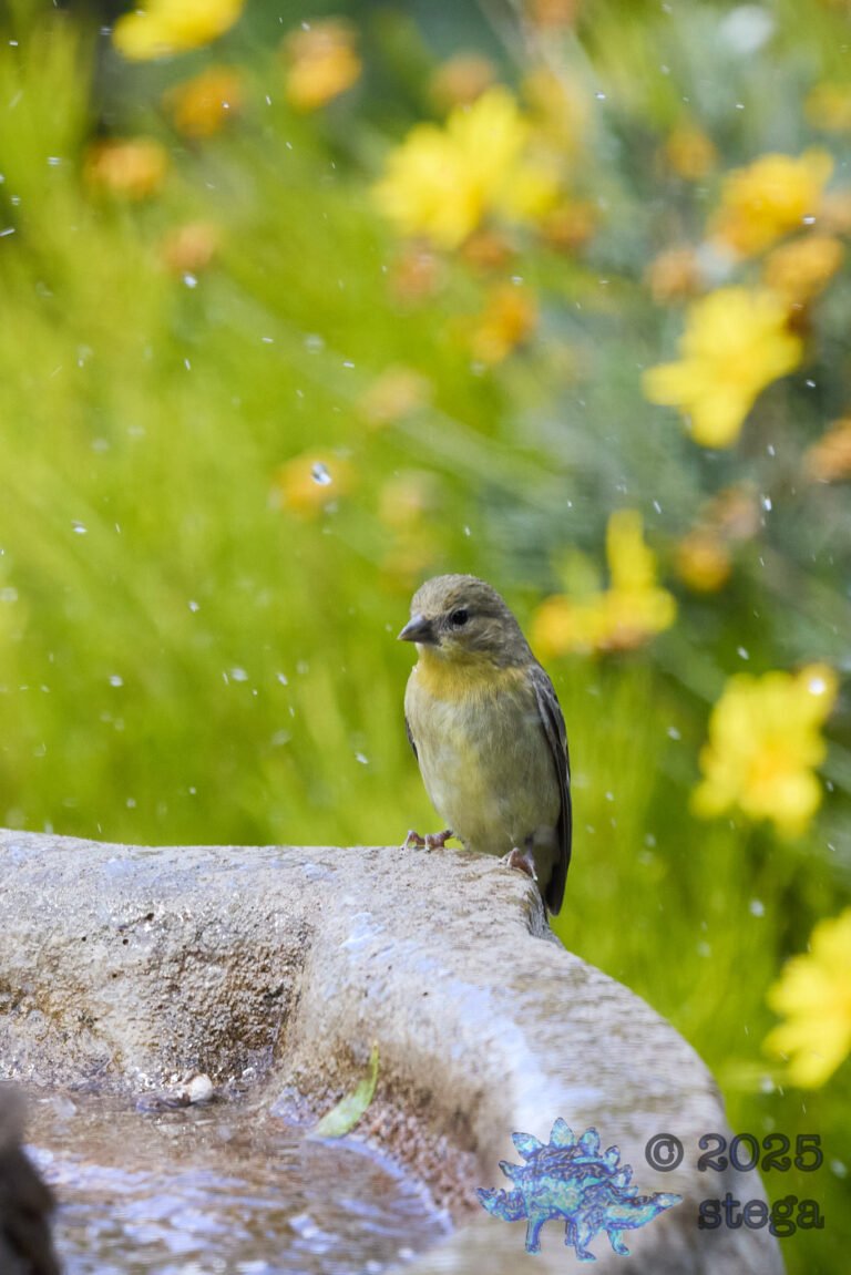 Lesser Goldfinch